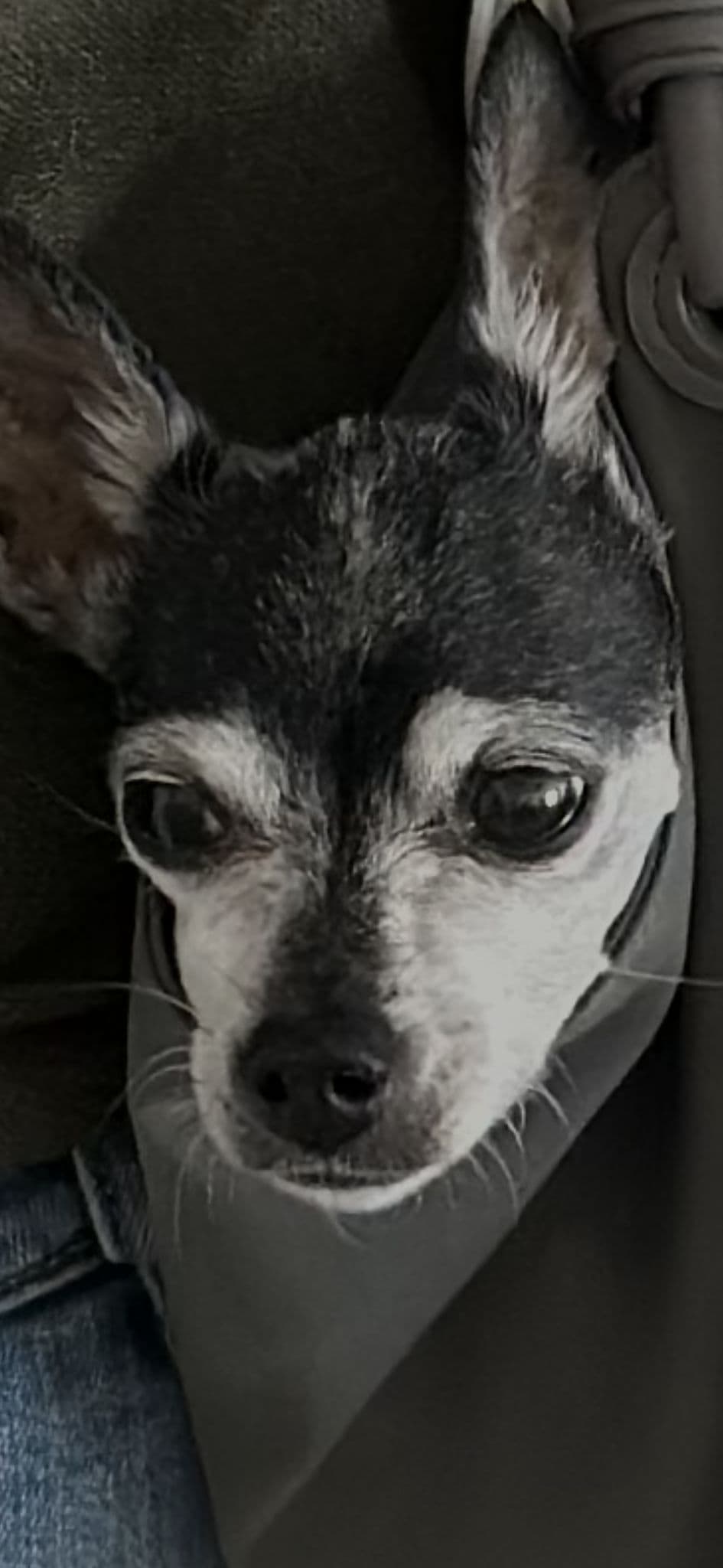 QmTrLrzAL5in2FfvoHLWxQiDNFD6vVPDfgTCu6UuQgXhkb